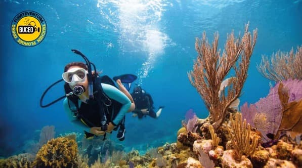 PADI - Open Water Diver